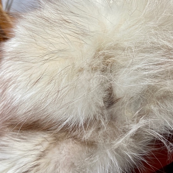 - Astrakin, France Gray Persian Lamb Swing Coat  M-L - Picture 16 of 16